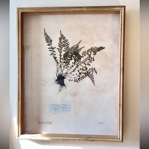 Botanical Shadow box Fern Wall Art Decor